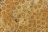Polished, Fossil Coral Slab - Indonesia #121937-1